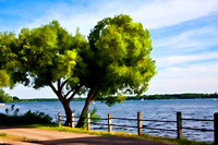 Trees on Lake